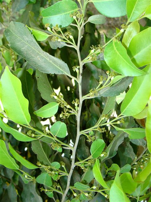 Putranjiva roxburghii